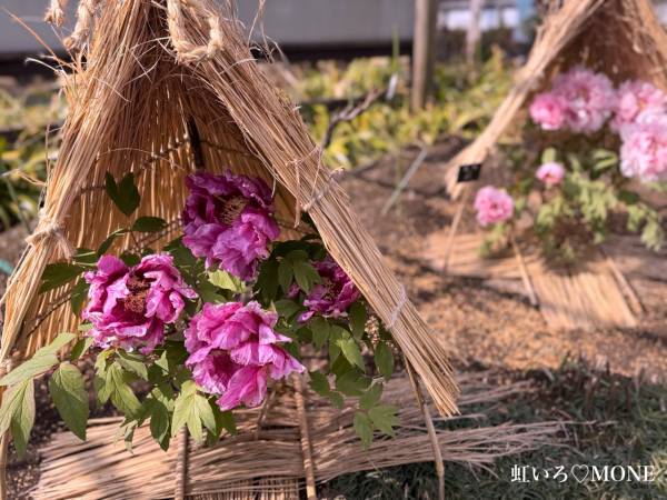 冬ぼたん、寒ぼたん