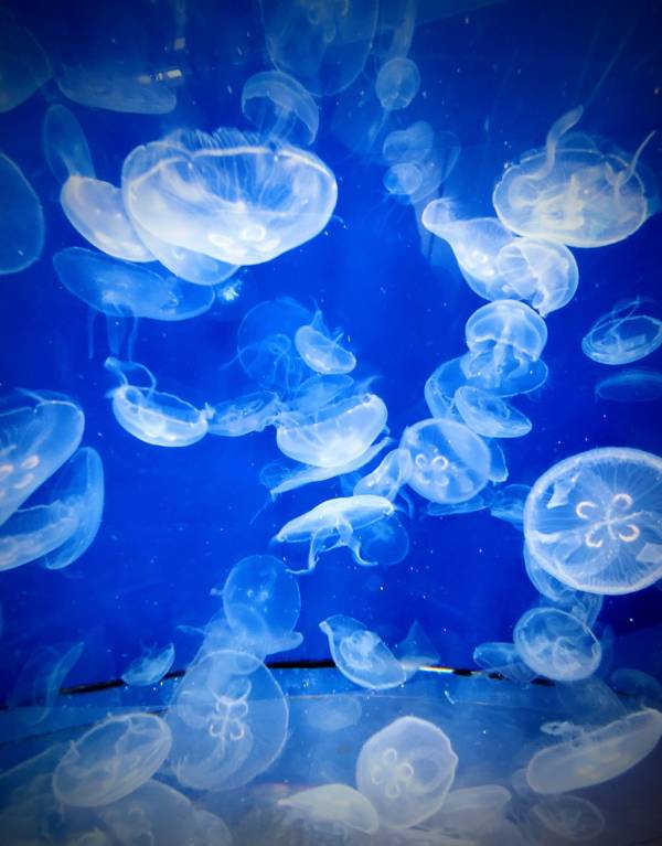 ことみの今日のことワザ【3月5日】