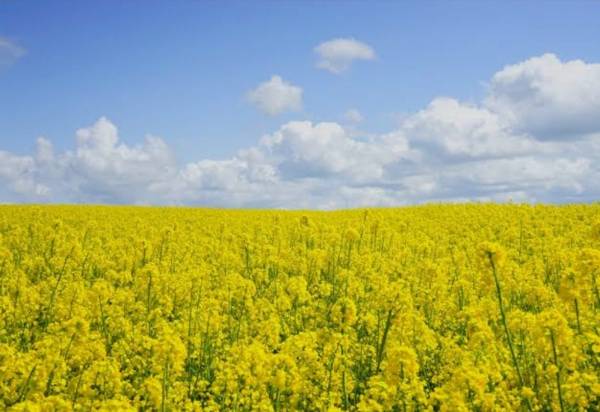 ことみの今日のことワザ【3月7日】
