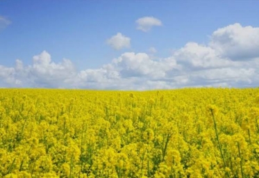 ことみの今日のことワザ【3月7日】