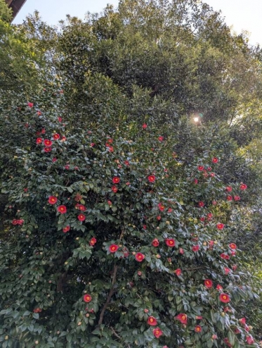 おはようございます(*´ω｀*)