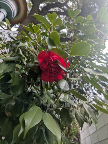 おはようございます(*^^*)