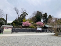 さくら🌸出勤致しました✨