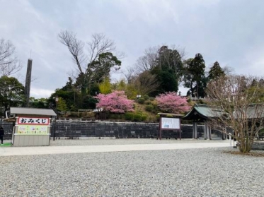 さくら🌸出勤致しました✨