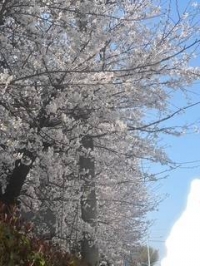 お花見日和〜🌸