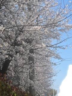 お花見日和〜🌸