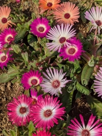 こんばんは(*^▽^*)