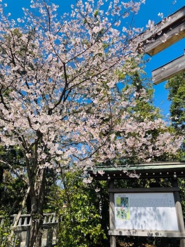 念願の神社を参拝😊⛩️🙏