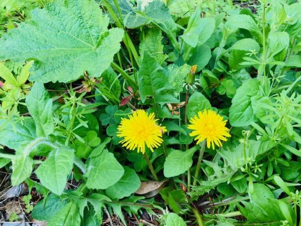 本日出勤🌸来週の出勤予定🌈