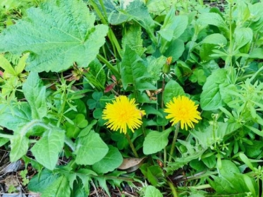 本日出勤🌸来週の出勤予定🌈