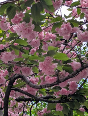 こんばんは(*^▽^*)