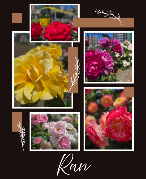 🌹何色お好き？🌹