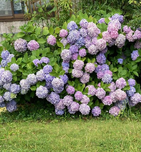 紫陽花大盛り