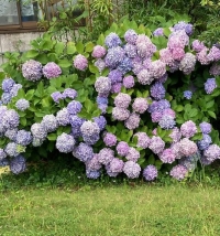 まい