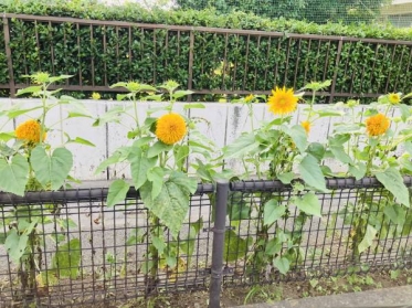 暑中お見舞い申し上げます🌻