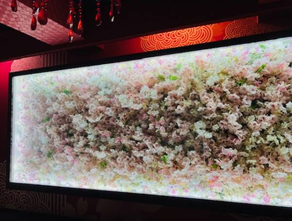 さくら（桜）のお部屋🌸