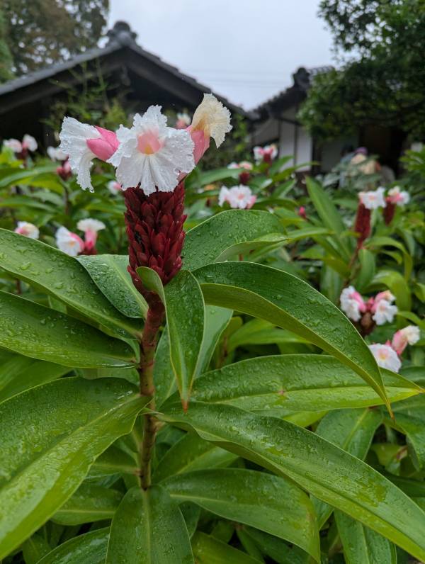 こんばんは(*^▽^*)