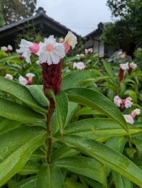 やよい