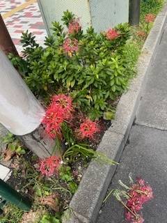 曼珠沙華。サンスクリット語で「天界に咲く花」 