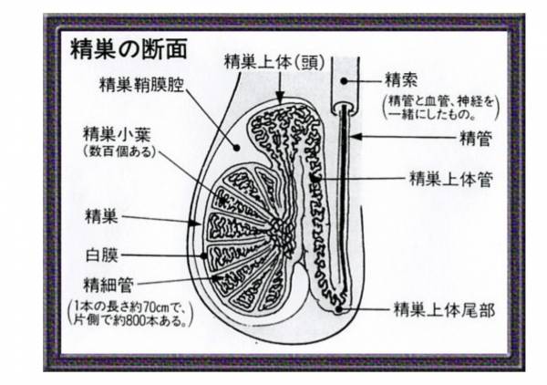 副睾丸