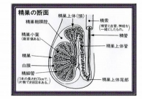 副睾丸