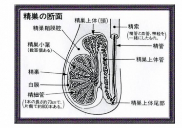 副睾丸