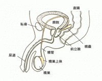 睾丸マッサージ