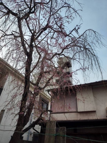 廃墟のしだれ桜、美しい、、、🌸