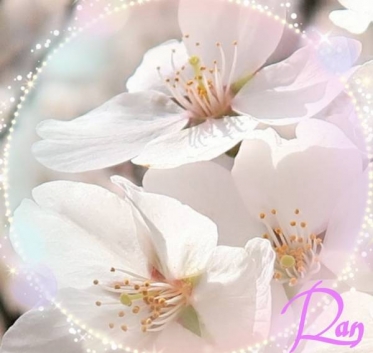 🌸大塚の桜🌸