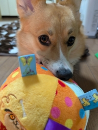 【三毛猫】てん店長