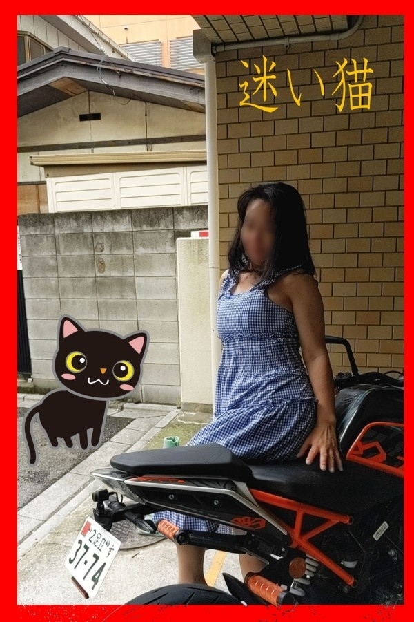 【三毛猫】ここちゃん