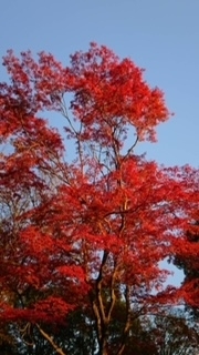 上野公園の紅葉🍁♪(๑ᴖ◡ᴖ๑)♪🍁