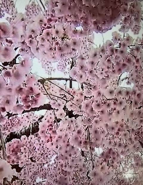 こんなに綺麗だった桜🌸も…