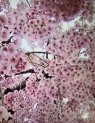 こんなに綺麗だった桜🌸も…