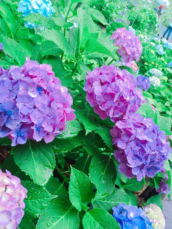 こんなに綺麗だった紫陽花も…