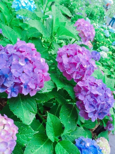 こんなに綺麗だった紫陽花も…