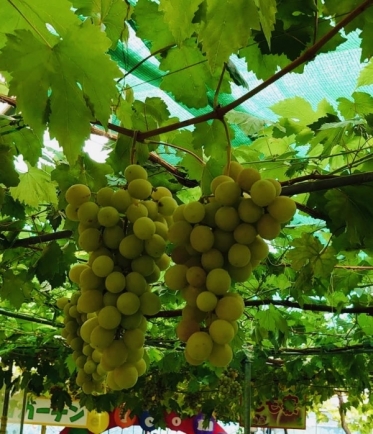 ぶどう🍇狩り♪