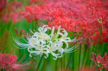 こんなに綺麗だった彼岸花も…