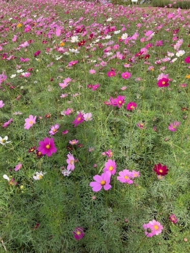 秋の象徴♡🌸秋桜❣️