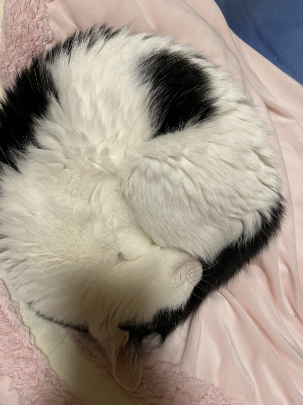 友達んちのニャンコでーす😻😻