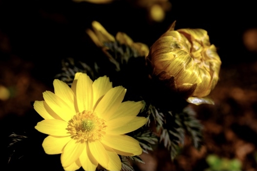 福寿草…花言葉は幸せを招く💖