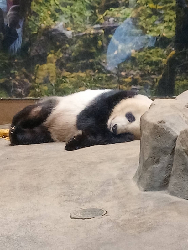 シャオシャオ♪╰(*´︶`*)╯♡