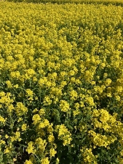 散歩途中の一枚。