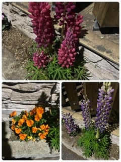 通勤途中で♪(๑ᴖ◡ᴖ๑)♪