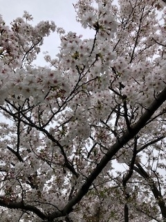 本日、23℃曇り😊