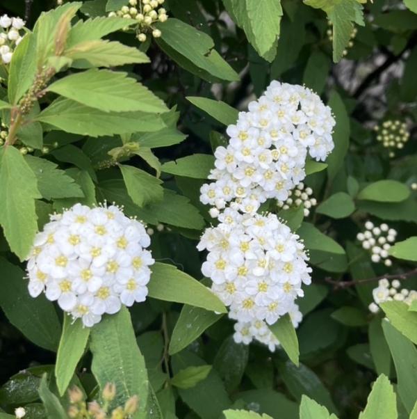 ん？？紫陽花？？可愛いネー😍💕