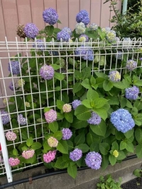 紫陽花の色