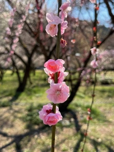🌸✨本日もありがとうございました✨🌸