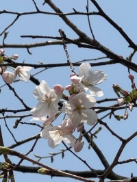 鶯の桜🌸