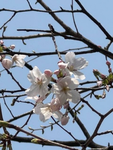 鶯の桜🌸